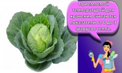 Правила и лучшие способы, как хранить в домашних условиях капусту