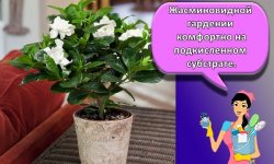 Топ-13 сортов гардении жасминовидной и правила ухода в домашних условиях