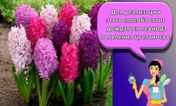 Посадка и уход за гиацинтами в открытом грунте, сроки и правила выращивания