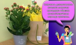 Как выращивать и ухаживать за каланхоэ в горшке в домашних условиях