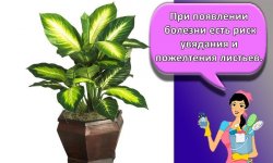Как правильно ухаживать за диффенбахией в домашних условиях, посадка и обрезка