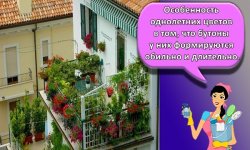 Идеи для озеленения балкона, какие цветы посадить и правила оформления