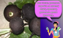 Лучшие способы и правила, как в домашних условиях хранить редьку зимой