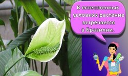 Какой грунт лучше брать для спатифиллума, посадка и уход в домашних условиях