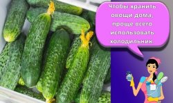 Как правильно хранить свежие огурцы в домашних условиях подольше