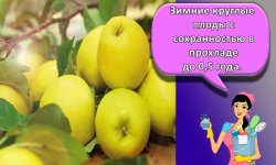 Как правильно хранить яблоки на зиму в домашних условиях, лучшие способы и сроки