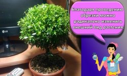 Посадка и уход за миртом в домашних условиях, правила выращивания