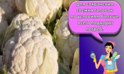 Как и сколько можно хранить в домашних условиях цветную капусту, правила и выбор места