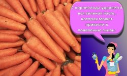 ТОП 22 способа, как в домашних условиях правильно сохранить морковь на зиму