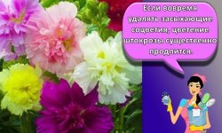 Топ-14 сортов штокрозы, посадка и уход в домашних условиях в открытом грунте