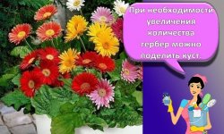Правила посадки и ухода за садовой герберой, особенности выращивания