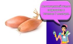 Как и где лучше хранить овощи в домашних условиях, правила и выбор температуры