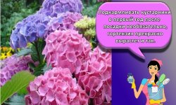 Правила посадки и ухода за садовой гортензией на даче