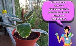 Топ-6 сортов фикуса каучуконосного, посадка и уход в домашних условиях