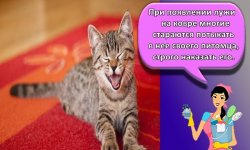 20 лучших средств, как избавиться и вывести запах кошачьей мочи на ковре