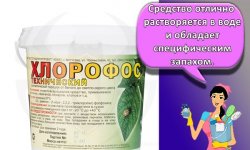 Инструкция по применению и состав инсектицида Хлорофос, нормы расхода