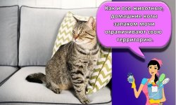 20 средств, как избавиться и чем вывести запах кошачьей мочи с дивана