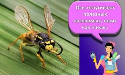 Как своими силами вывести ос в доме, народные средства и химические препараты