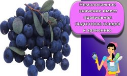 Как в домашних условиях сохранить на зиму голубику, правила и лучшие способы