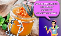 Как правильно сохранить облепиху, лучшие способы и дополнительные советы