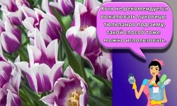 Как выращивать тюльпаны и когда сажать осенью в открытый грунт