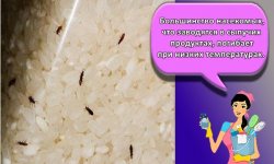 Почему в крупе заводятся жучки и что делать, как избавиться и лучшие средства выведения