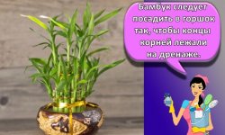 ТОП 7 сортов комнатного бамбука, правила посадки и ухода в домашних условиях