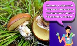 Сколько можно хранить замороженные грибы в домашних условиях в морозилке