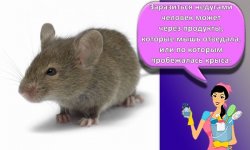 Как быстро и эффективно избавиться от мышей и крыс, 20 средств для борьбы в домашних условиях