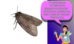 30 самых эффективных средств для избавления от моли в доме навсегда