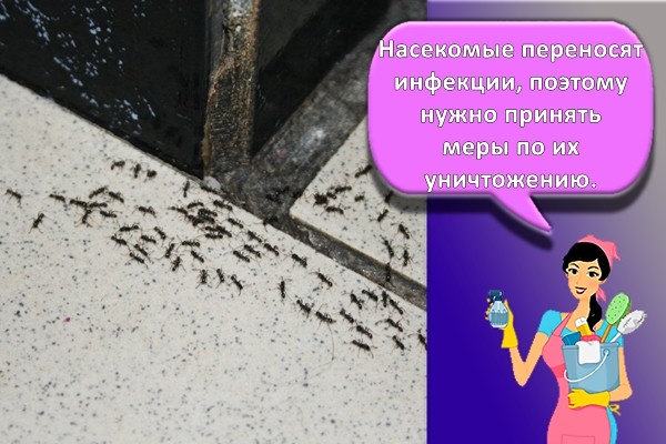 муравьи в квартире