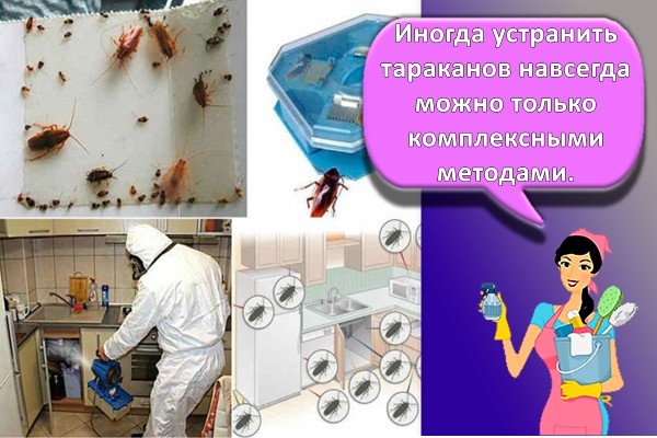 профилактика тараканов
