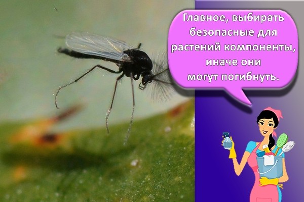 насекомые на растении