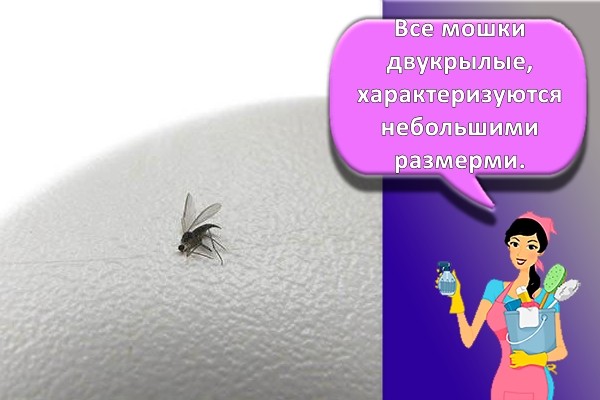 мошка в доме