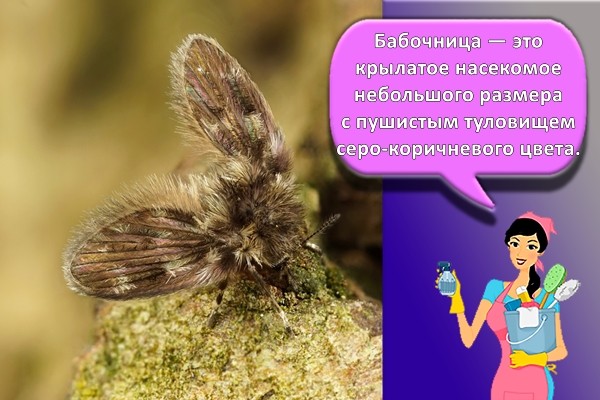 бабочница