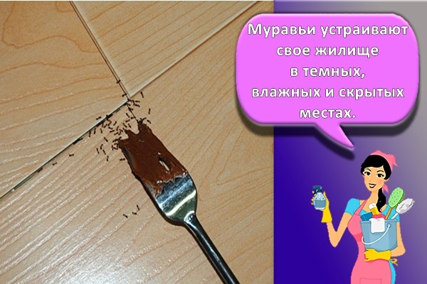способ избавления от муравьев