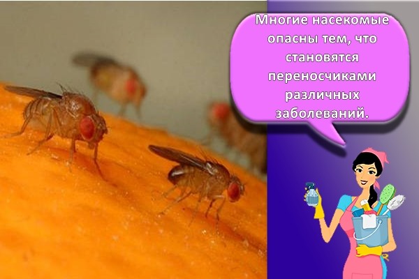 мошки на еде
