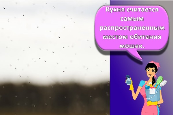 мошки на окне