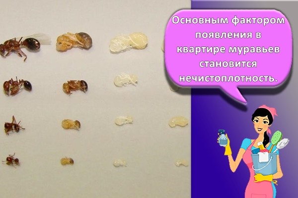 стадии развития муравья