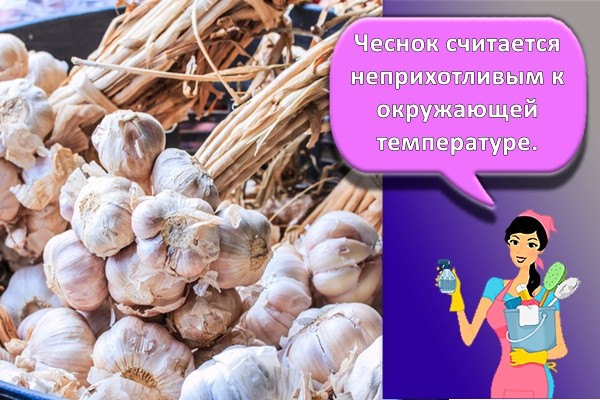 связки чеснока