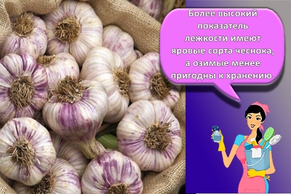 чеснок в мешке