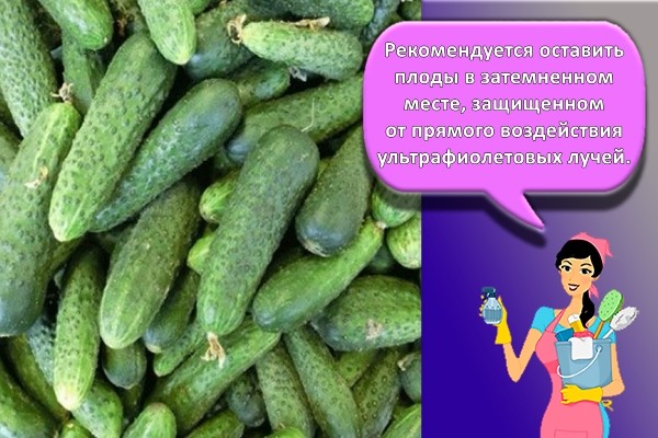 урожай огурцов