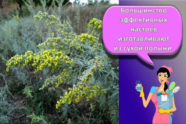 полынь