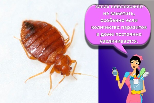 клоп