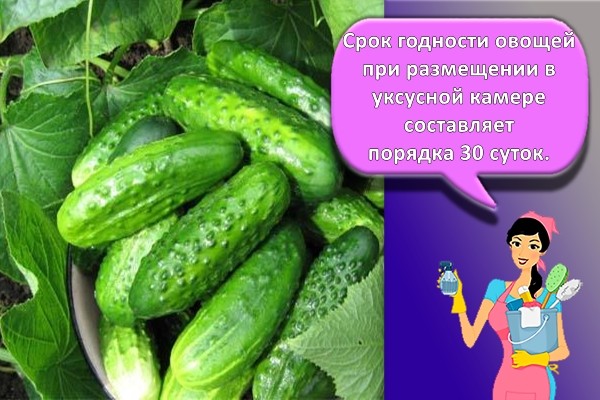 огурцы в миске