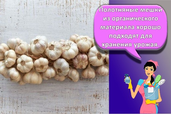 чеснок в косичках