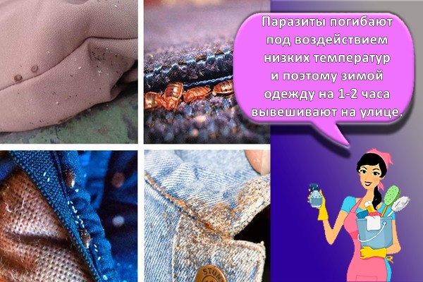 клопы в одежде