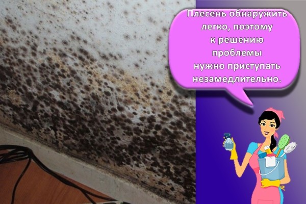 плесень на стене