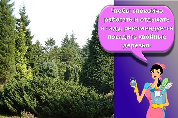 хвойные деревья