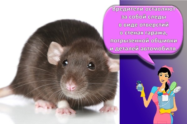 крыса